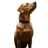 Rastreador GPS para perros 4G