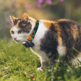 Trail quest collar RP signature edition, unisex, teal/oak, S, single