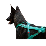 Freemotion Harness 5.0 – Unisex – Teal – Talla 6