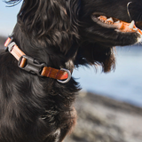 Tumble collar, unisex, Naranja, XS, single