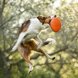 Dog flying disc, unisex, Naranja/Negro,, one size, single