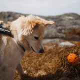 Dog ball, unisex, Naranja/Negro,, 60X60 mm, single