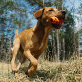 Dog throw toy, unisex, Naranja/Negro,, one size, single