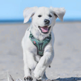 Ramble harness, unisex, Verde, S, single