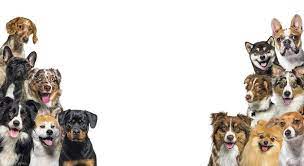 Banner image