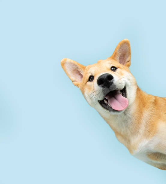Banner image