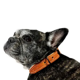 Collar Paw paws Talla M / Diseño polca citrica cafe