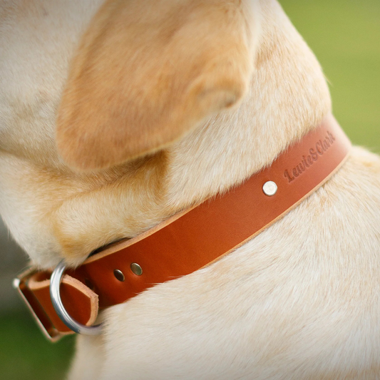 Collar Paw paws Talla M / Diseño retro cafe