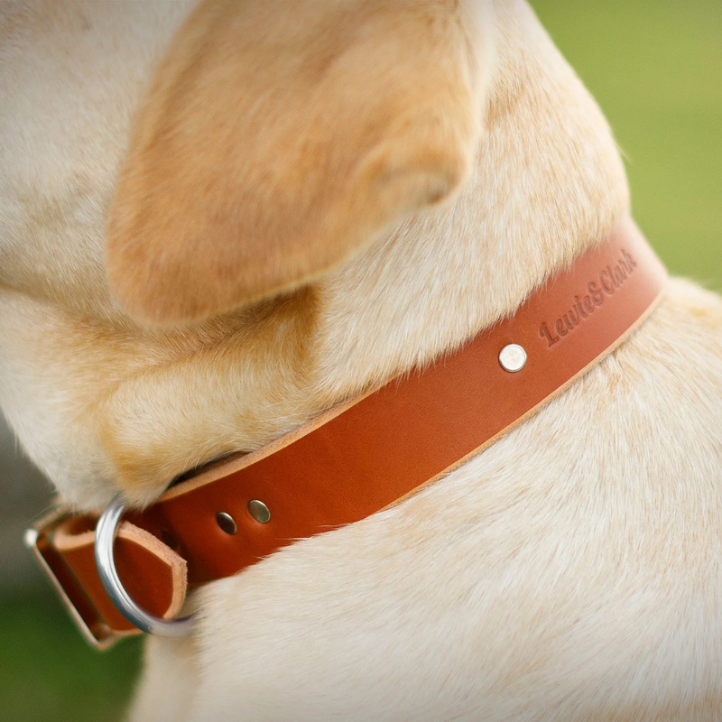 Collar Paw paws Talla M / Diseño retro cafe