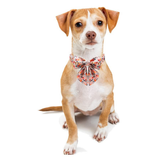 Collar Paw paws Talla M / Diseño de corbata