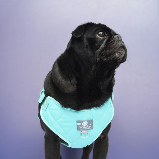 Pechera Paw paws Talla S / Diseño Chicle
