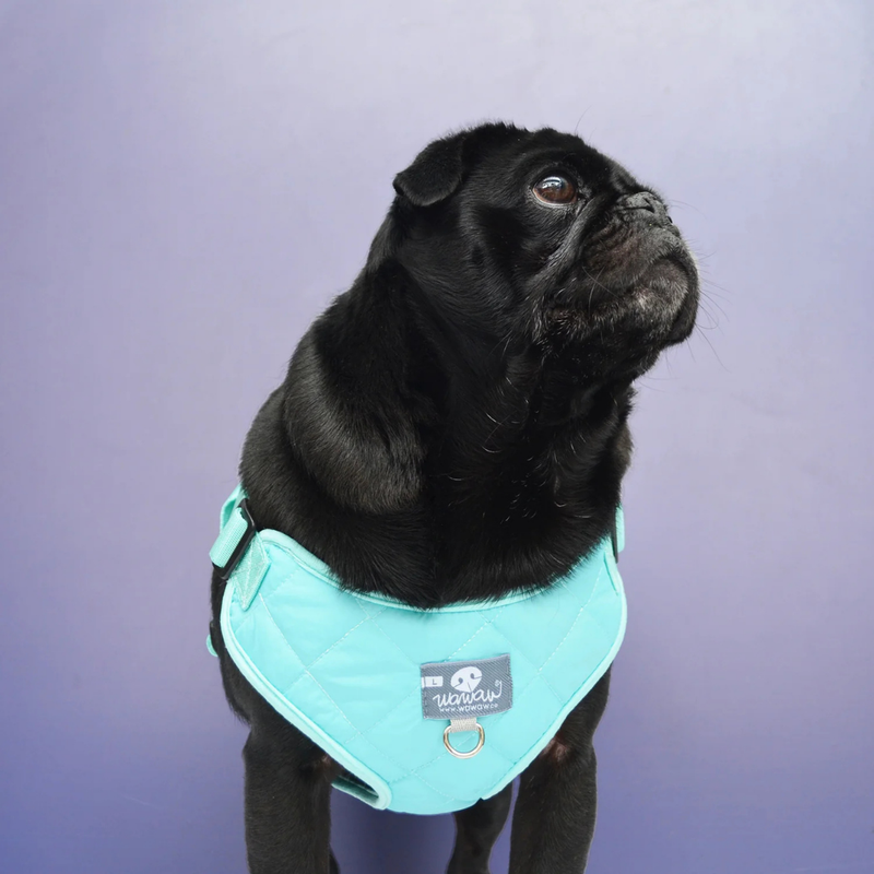 Pechera Paw paws Talla S / Diseño Chicle